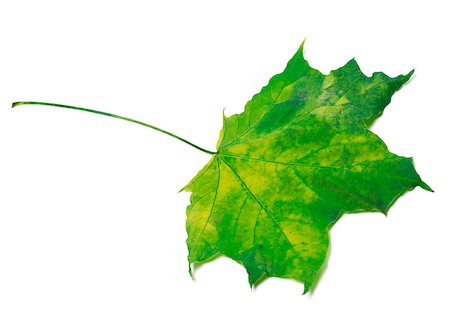 simsearch:851-02963822,k - Yellowed maple leaf isolated on a white background. Selective focus. Stockbilder - Microstock & Abonnement, Bildnummer: 400-08074191