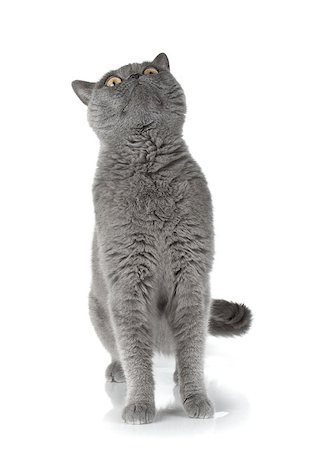 simsearch:400-06076601,k - Gray cat looking up. Isolated on white background Photographie de stock - Aubaine LD & Abonnement, Code: 400-08074262