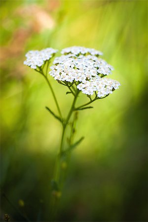 Achillea millefolium (yarrow) white wild flower on green meadow Stock Photo - Budget Royalty-Free & Subscription, Code: 400-08074374