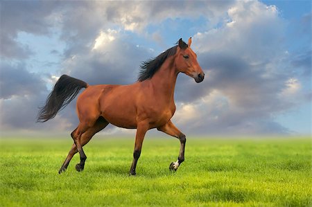 simsearch:614-00602804,k - Bay horse running gallop in green field at sunset Photographie de stock - Aubaine LD & Abonnement, Code: 400-08074558