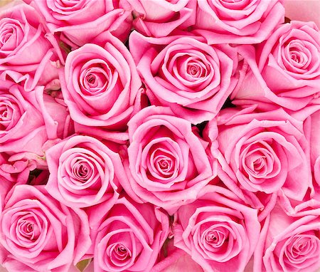 simsearch:400-08110734,k - Valentines day background with pink roses closeup Stock Photo - Budget Royalty-Free & Subscription, Code: 400-08074811