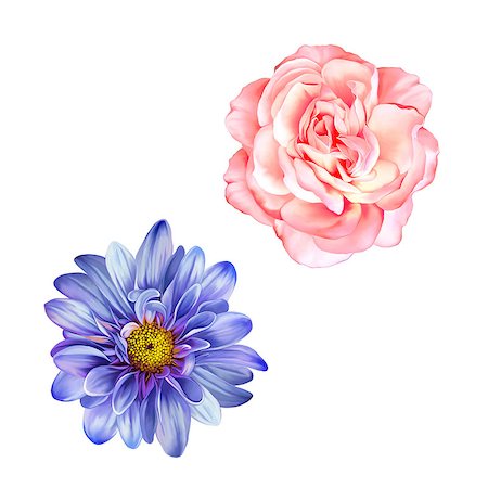 Mona Lisa flower, Pink flower, Spring flower.Isolated on white background. Foto de stock - Super Valor sin royalties y Suscripción, Código: 400-08074936