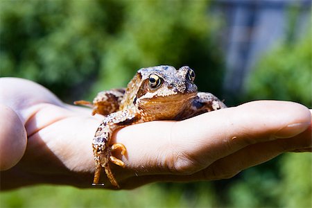 simsearch:400-06077507,k - Brown frog on a man's palm. reptile Stockbilder - Microstock & Abonnement, Bildnummer: 400-08075043