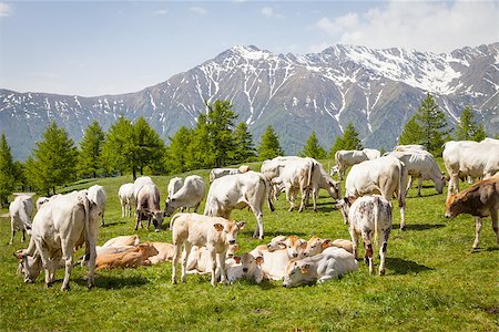 simsearch:400-08075707,k - Summer season on Italian Alps. Free calf between adult cows. Stockbilder - Microstock & Abonnement, Bildnummer: 400-08075707