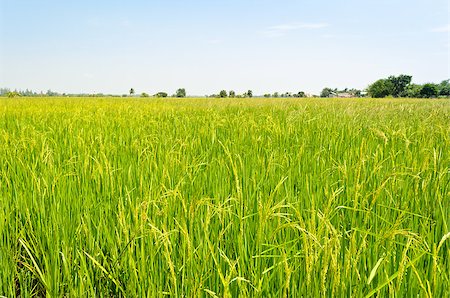 simsearch:400-06751673,k - Beautiful natural scenery of green rice fields in rural Thailand. Fotografie stock - Microstock e Abbonamento, Codice: 400-08075745