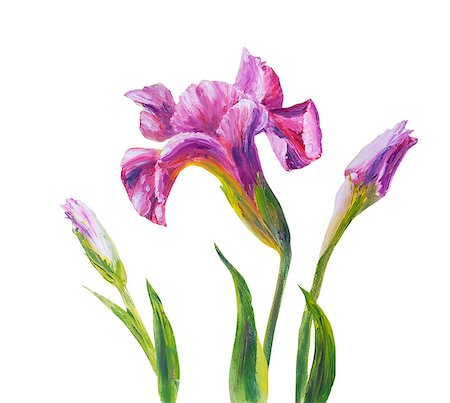 simsearch:400-07893049,k - Irises  isolated on white, oil painting on canvas Photographie de stock - Aubaine LD & Abonnement, Code: 400-08076235