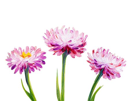 simsearch:400-07893049,k - Daisy isolated on white. Oil painting Photographie de stock - Aubaine LD & Abonnement, Code: 400-08076238