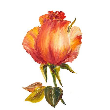 simsearch:400-07893049,k - Rose isolated on white, oil painting on canvas Photographie de stock - Aubaine LD & Abonnement, Code: 400-08076233