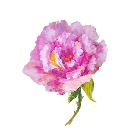 simsearch:400-07893049,k - Rose isolated on white, oil painting on canvas Photographie de stock - Aubaine LD & Abonnement, Code: 400-08076246