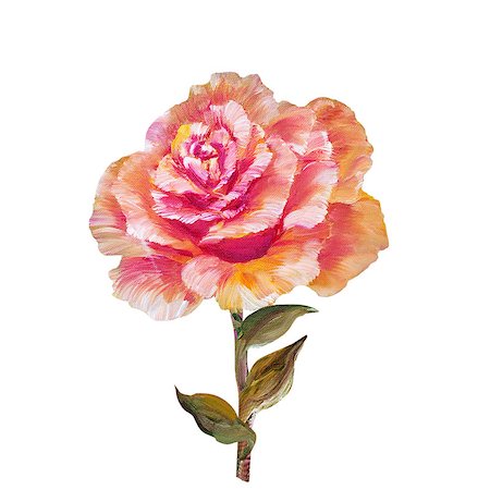 simsearch:400-07893049,k - Rose isolated on white, oil painting on canvas Photographie de stock - Aubaine LD & Abonnement, Code: 400-08076247