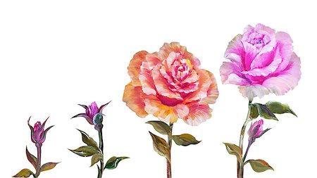 simsearch:400-07893049,k - Rose isolated on white, oil painting on canvas Photographie de stock - Aubaine LD & Abonnement, Code: 400-08076242