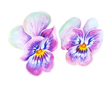 simsearch:400-07421243,k - Tender pansies flowers isolated on white. Watercolor painting. Stock Photo - Budget Royalty-Free & Subscription, Code: 400-08076254