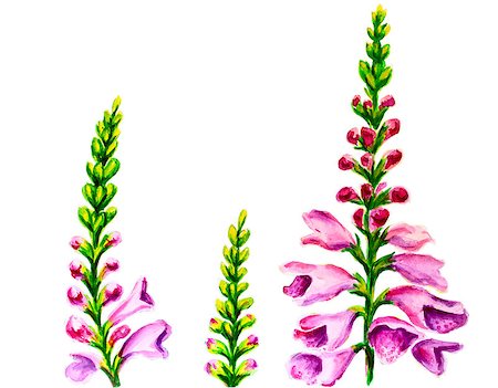 fingerhut (pflanze) - Foxglove flowersisolated on white, oil painting on canvas Stockbilder - Microstock & Abonnement, Bildnummer: 400-08076259