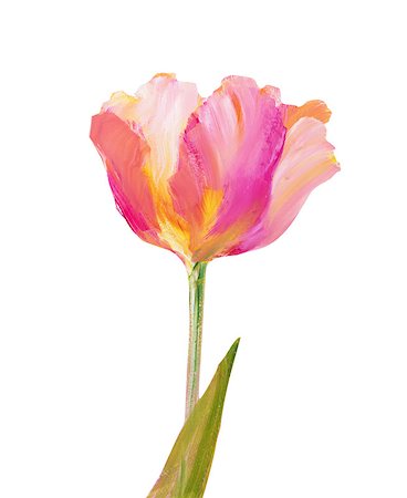 simsearch:400-07893049,k - Vintage pink tulip isolated on white. Oil painting. Photographie de stock - Aubaine LD & Abonnement, Code: 400-08076251