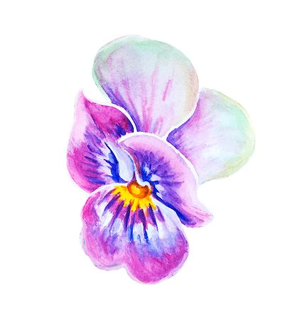 simsearch:400-07421243,k - Tender pansies flower isolated on white. Watercolor painting. Stock Photo - Budget Royalty-Free & Subscription, Code: 400-08076253