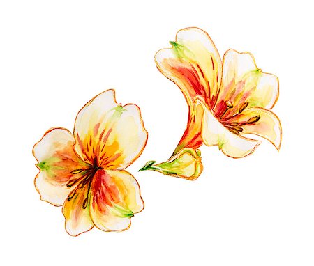 simsearch:400-07893049,k - Spring flowers isolated on white Watercolor painting. Photographie de stock - Aubaine LD & Abonnement, Code: 400-08076274