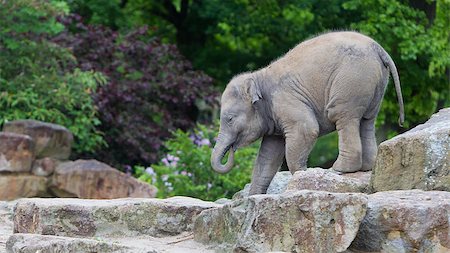 Happy baby elephant walking over the rocks Foto de stock - Super Valor sin royalties y Suscripción, Código: 400-08077823