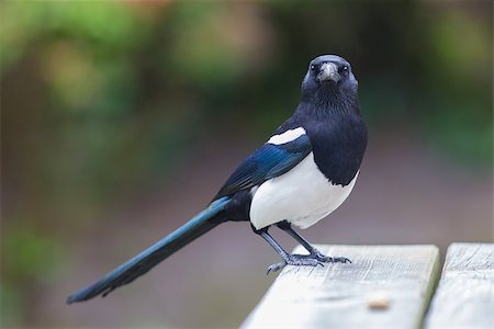 European Magpie (pica pica) feeding on peanuts Photographie de stock - Aubaine LD & Abonnement, Code: 400-08078151