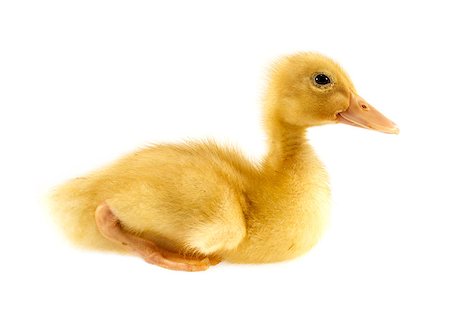 Funny yellow Duckling age days. Isolated on white. Photographie de stock - Aubaine LD & Abonnement, Code: 400-08070388