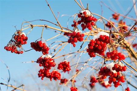simsearch:400-08070445,k - Viburnum berries in snow on a sunny day Stock Photo - Budget Royalty-Free & Subscription, Code: 400-08070444