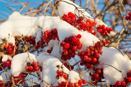 simsearch:400-08070445,k - Viburnum berries in snow on a sunny day Stock Photo - Budget Royalty-Free & Subscription, Code: 400-08070446