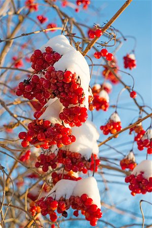 simsearch:400-08070445,k - Viburnum berries in snow on a sunny day Stock Photo - Budget Royalty-Free & Subscription, Code: 400-08070448