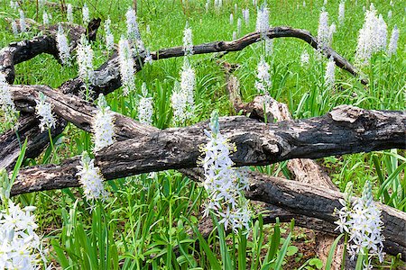 After a controlled burn, white and violet hyacinths bloom in a prairie.  Their sweet frangrance overpowers the charred logs what intersect the blossoms. Stock Photo - Budget Royalty-Free & Subscription, Code: 400-08070610