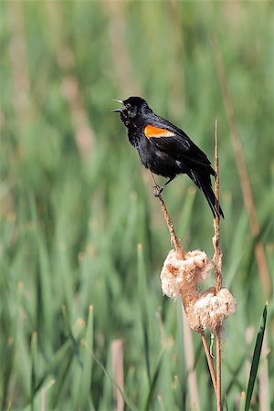 In the middle of a green slough, a red-winged blackbird screams while precariously perched on a flowering cattail. Foto de stock - Royalty-Free Super Valor e Assinatura, Número: 400-08070611