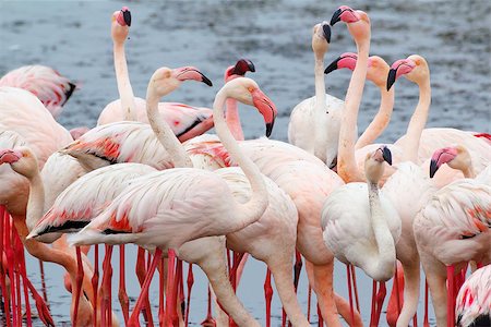 Huge colony of Rosy Flamingo in Walvis Bay Namibia, overcast, True wildlife Stock Photo - Budget Royalty-Free & Subscription, Code: 400-08070781