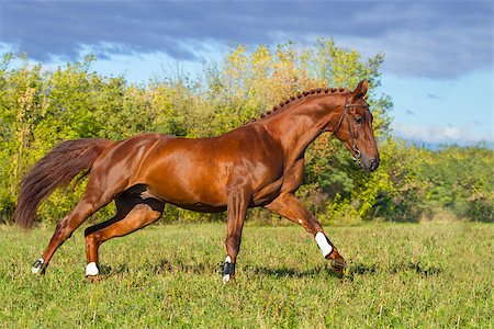 simsearch:400-08131643,k - : Beautiful red stallion running on the meadow Stock Photo - Budget Royalty-Free & Subscription, Code: 400-08070889