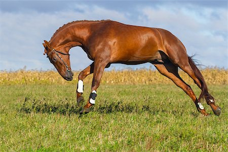 simsearch:400-08131643,k - : Beautiful red stallion running on the meadow Stock Photo - Budget Royalty-Free & Subscription, Code: 400-08070890