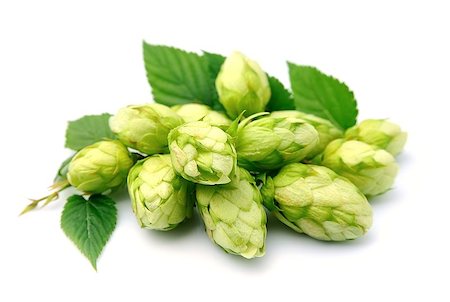 Blossoming hop with leaves on a white background . Foto de stock - Super Valor sin royalties y Suscripción, Código: 400-08070964