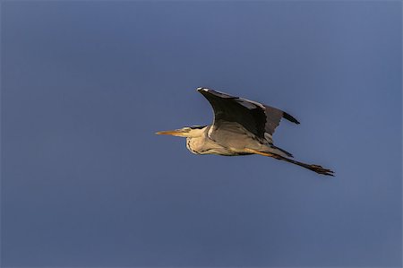 simsearch:400-08071231,k - grey heron (ardea cinerea) in flight. Location: Danube Delta, Romania Photographie de stock - Aubaine LD & Abonnement, Code: 400-08071231