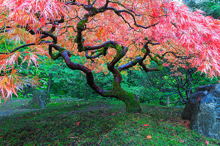 simsearch:400-07209254,k - Old Red Lace Leaf Maple Tree at Japanese Garden in Portland Oregon during Autumn Stock Photo - Budget Royalty-Free & Subscription, Code: 400-08071244