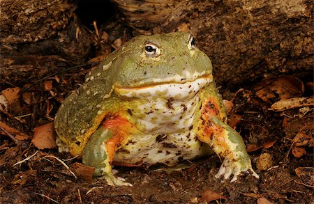 African Bull Frog (Pyxicephalus adsperus). Also known as the Pixie Frog. Stockbilder - Microstock & Abonnement, Bildnummer: 400-08071246