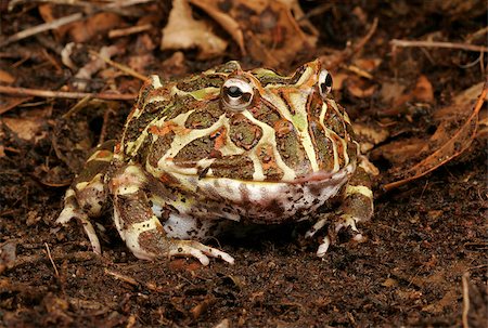 Argentine Horded Frog. Also called Pac-Man Frog. Stockbilder - Microstock & Abonnement, Bildnummer: 400-08071247