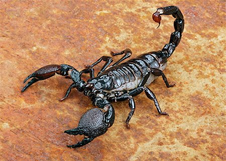 Emperor Scorpion ( Pandinus imperator) on rusty background. Stockbilder - Microstock & Abonnement, Bildnummer: 400-08071255