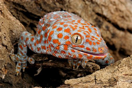 Closeup of a Tokay Gecko (Gecko gecko). Stockbilder - Microstock & Abonnement, Bildnummer: 400-08071257