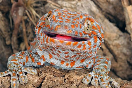 Closeup of a Tokay Gecko (Gecko gecko). Stockbilder - Microstock & Abonnement, Bildnummer: 400-08071258