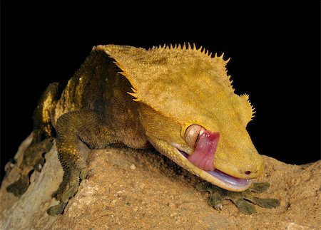 Crested Gecko (Rhacodactylus ciliatus) against a black background. Stockbilder - Microstock & Abonnement, Bildnummer: 400-08071259