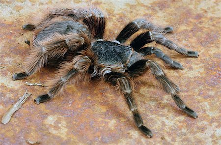 Brazilian Red Tarantula (Nhandu carapoensis). Stockbilder - Microstock & Abonnement, Bildnummer: 400-08071250