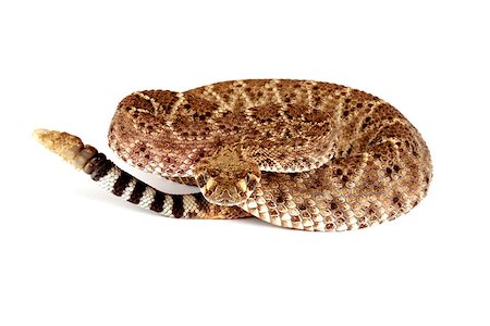 Closeup of a Western Diamondback Rattlesnake (Crotalus atrox). Stockbilder - Microstock & Abonnement, Bildnummer: 400-08071252