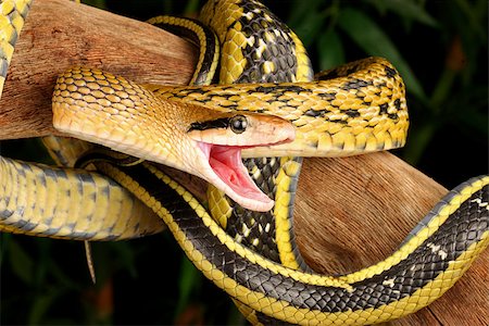 Taiwan Beauty Snake hanging from a tree. Stockbilder - Microstock & Abonnement, Bildnummer: 400-08071266