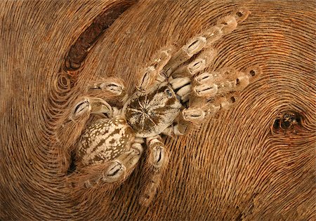 Ornamental Baboon Tarantula (Herteroscodra maculata). Stockbilder - Microstock & Abonnement, Bildnummer: 400-08071267