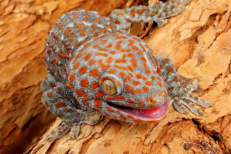 Closeup of a Tokay Gecko (Gecko gecko). Stockbilder - Microstock & Abonnement, Bildnummer: 400-08071268
