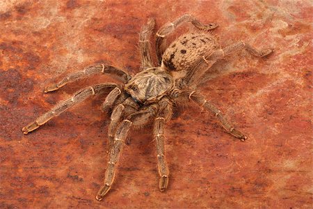 Brown Baboon Tarantula on rusty background. Foto de stock - Super Valor sin royalties y Suscripción, Código: 400-08071260