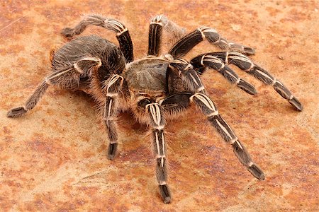 Chaco Golden Knee Tarantula (Grammostola aureostrista). Stockbilder - Microstock & Abonnement, Bildnummer: 400-08071270