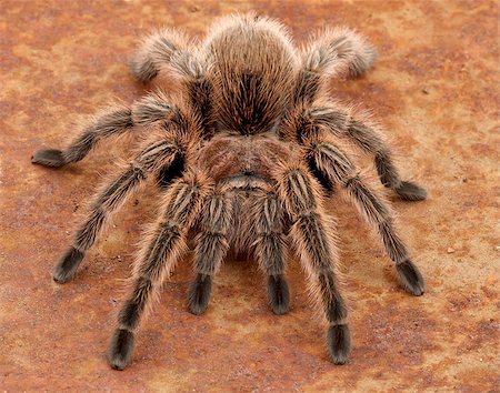 Chilean Rose Hair Tarantula (Grammostola rosea). Stockbilder - Microstock & Abonnement, Bildnummer: 400-08071271