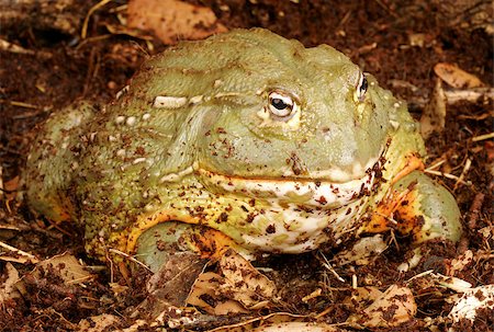 African Bull Frog (Pyxicephalus adsperus). Also known as the Pixie Frog. Stockbilder - Microstock & Abonnement, Bildnummer: 400-08071327