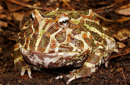 Argentine Horded Frog. Also called Pac-Man Frog. Stockbilder - Microstock & Abonnement, Bildnummer: 400-08071329